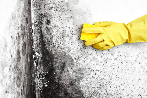 Best Black Mold Removal  in South Valley, NM