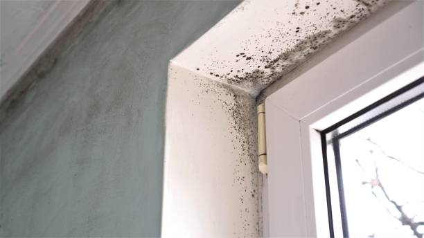 Best Commercial Mold Removal  in South Valley, NM