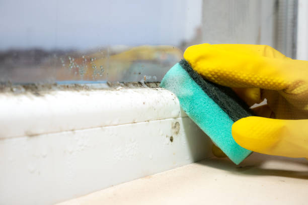 Best Mold Removal and Inspection  in South Valley, NM