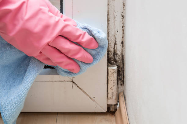 Best Attic Mold Removal  in South Valley, NM
