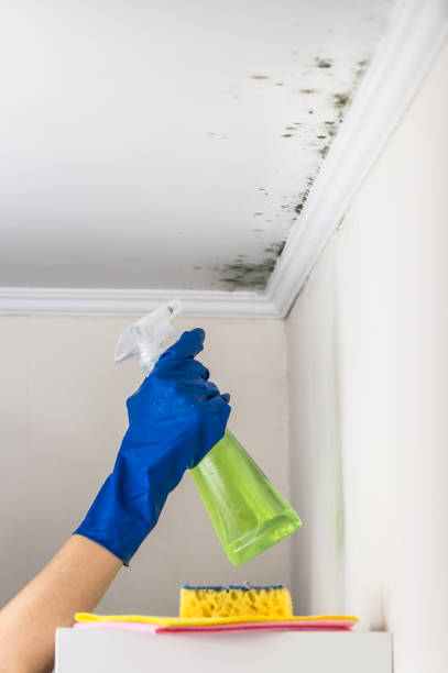 Mold Removal and Inspection in South Valley, NM