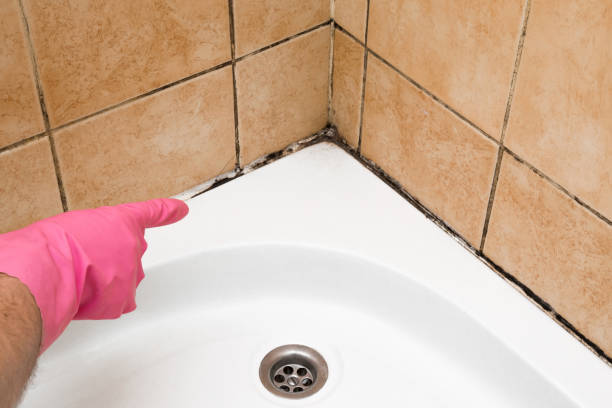 Best Mold Cleaning Services  in South Valley, NM